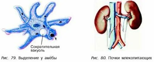 Основная функция почек у млекопитающих животных. Строение почек млекопитающих. строение почек млекопитающих рисунок. почки млекопитающих 6 класс биология. выделение млекопитающих.