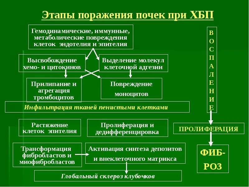 Больные хбп. Хроническая болезнь почек (ХБП). Исследования при ХБП. Стадии порвж поражение почек. Основные механизмы адаптации почек при ХБП.