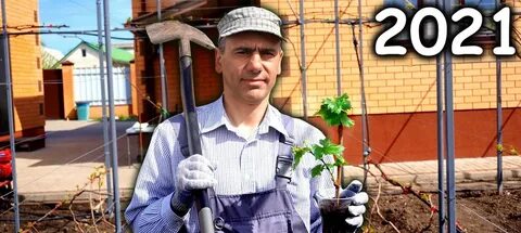 Алверцян виноград