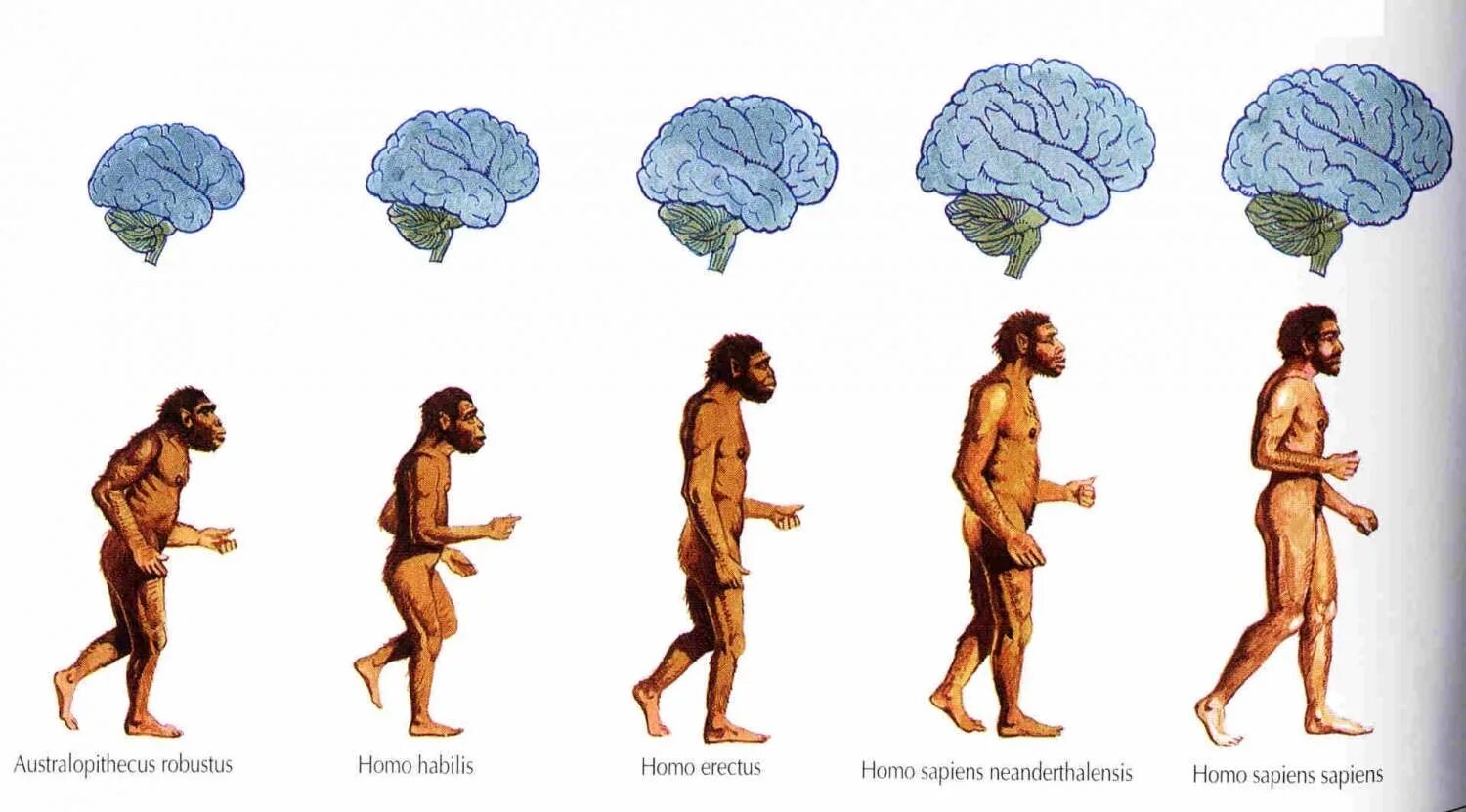 Эволюция размера мозга. Хомо сапиенс Эволюция. Человек разумный homo sapiens. Этапы эволюции хомо сапиенс. Хомо сапиенс Эректус Эволюция.