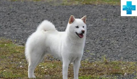 Кисю