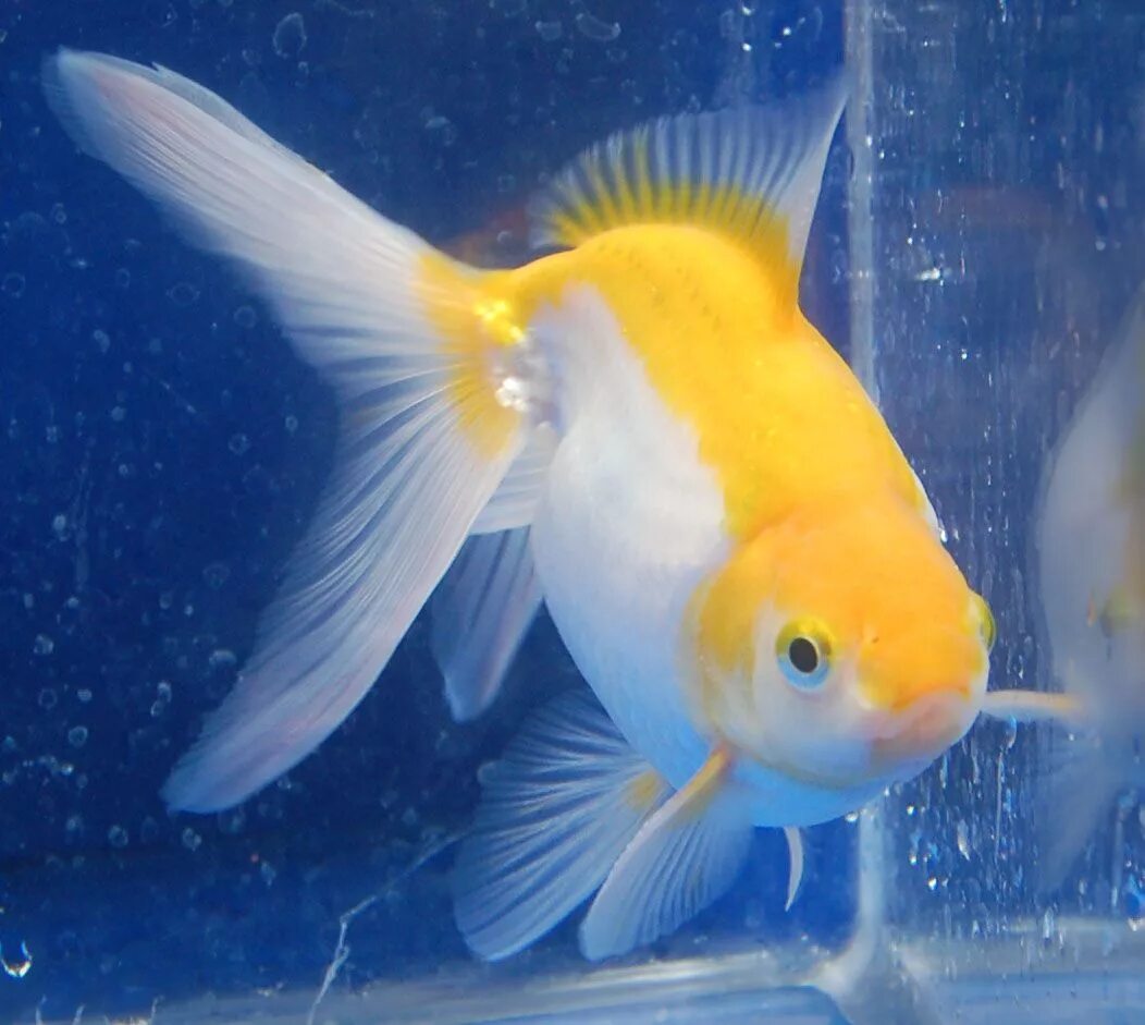 Золотая рыбка риукин белый. Белые золотые рыбки. Оранда рыбка. Аквариумная золотая рыбка оранда. Оранда красная шапочка.