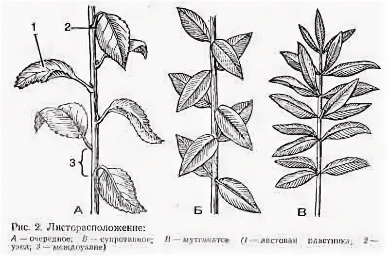 Сирень расположение листьев. Листорасположение груши. Рис листорасположение. Листорасположение побега. Тополь бальзамический листорасположение.