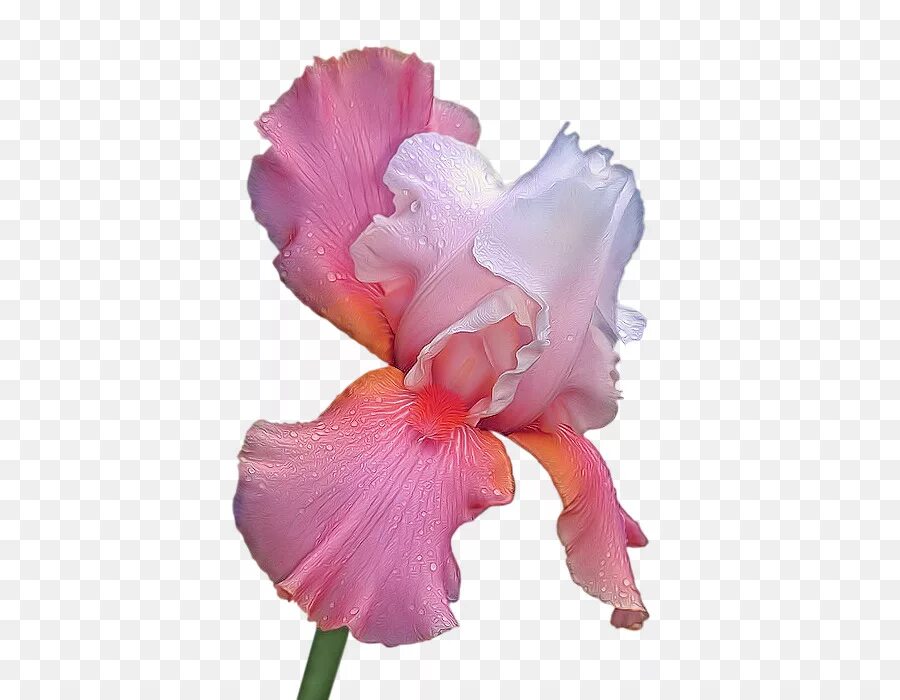 Файл iris png был выложен в интернете