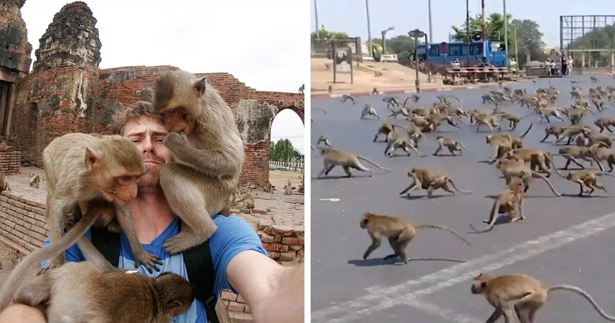 Нападения домашних. Нападение обезьян на людей. Обезьяны нападают на людей.