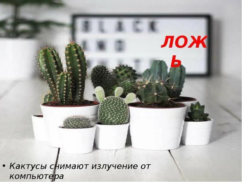 Кактус поглощает излучение. Кактус у компьютера. кактус возле компьютера. кактус от радиации. кактусы и компьютерное излучение.