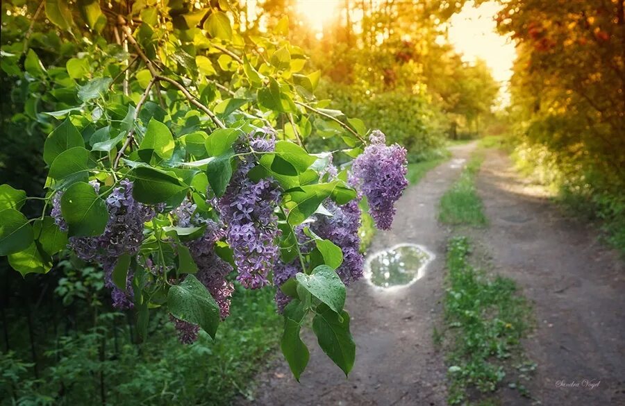 Сирень под дождем. Сирень в саду после дождя. Сад после дождя. Сад сирень под дождём.