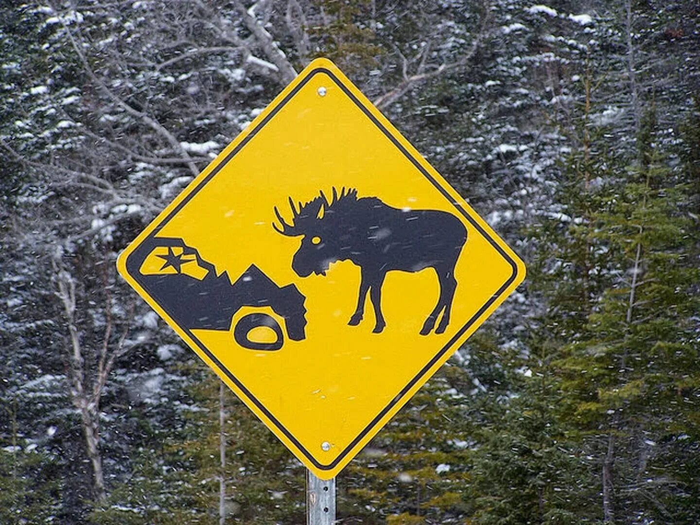 Вред лосей. Знак Лось. Дорожный знак животные. Знак осторожно животные. Знак осторожно лоси.