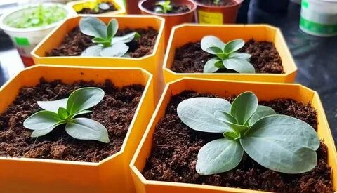Март рассада цветов