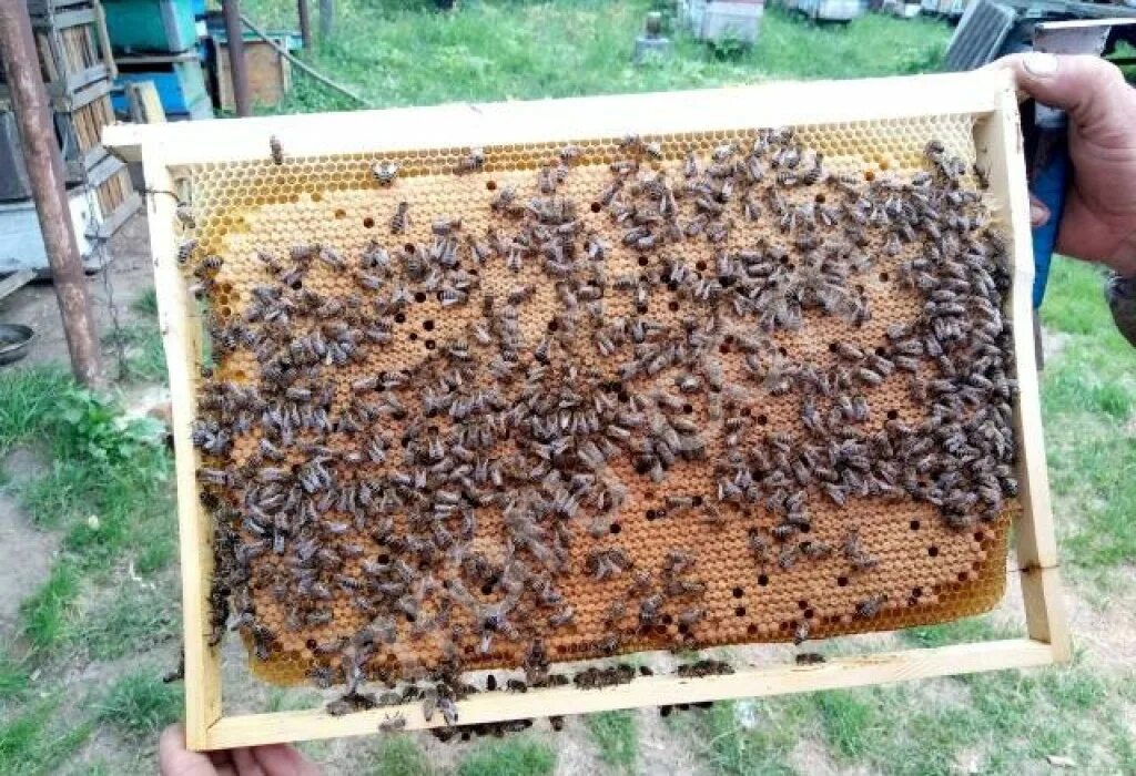 Пчелопакеты на высадку. Пчелопакеты рут. Пчелопакеты из Узбекистана. Авито пчелопакеты краснодарский край