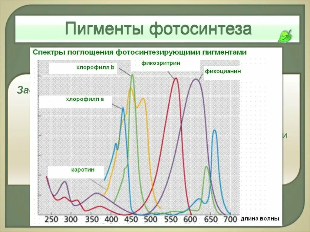 Пигмент участвовавший в фотосинтезе. Спектры поглощения пигментов растений. Спектры поглощения фотосинтетических пигментов. Спектр поглощения пигментов фотосинтеза. Спектр поглощения пигмента хлорофилла.