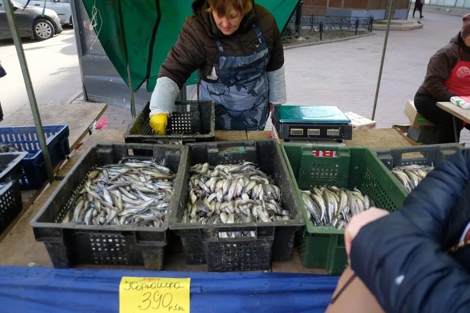 Где поесть корюшку в санкт петербурге недорого. Корюшка Санкт-Петербург. Корюшка СПБ. Ловля корюшки в СПБ. Промысел рыбы в финском заливе.