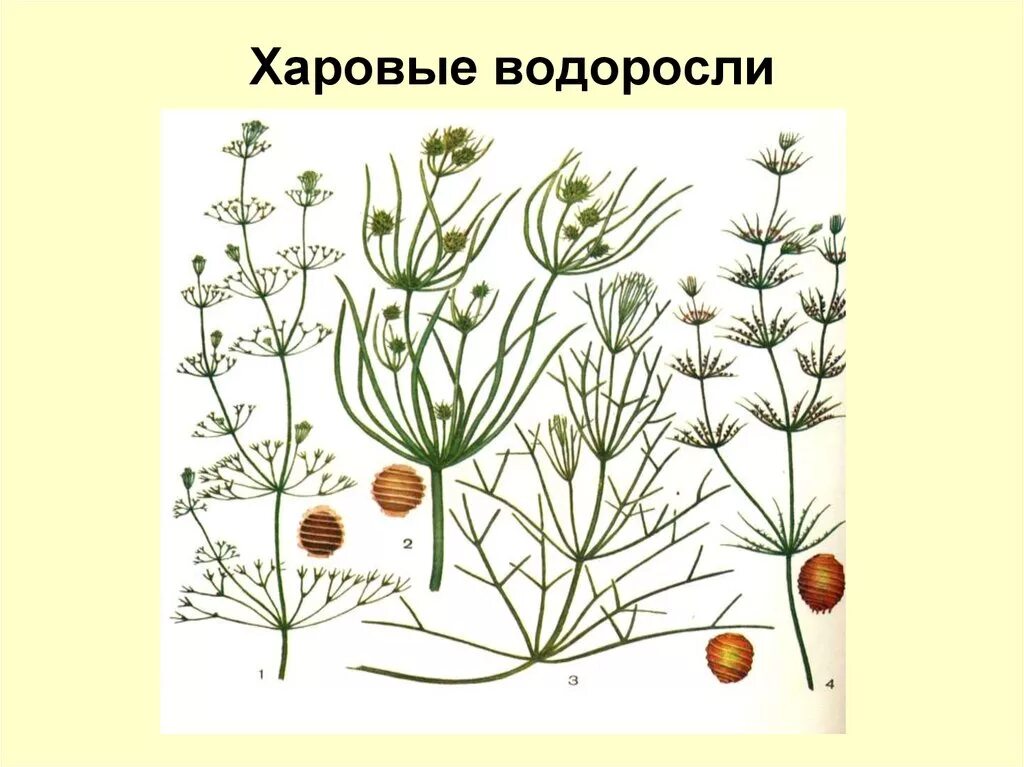 Харовые водоросли. Харовые водоросли Хара. Нителла водоросль. Систематика харовых водорослей. Нителла среда обитания