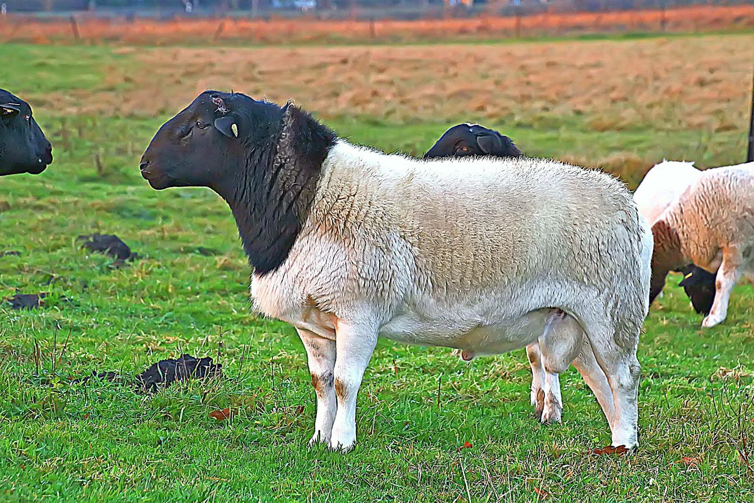Авито породы овец. Дорпер порода овец. Черноголовый Дорпер. Порода Баранов Дорпер. Дорпер белоголовый.