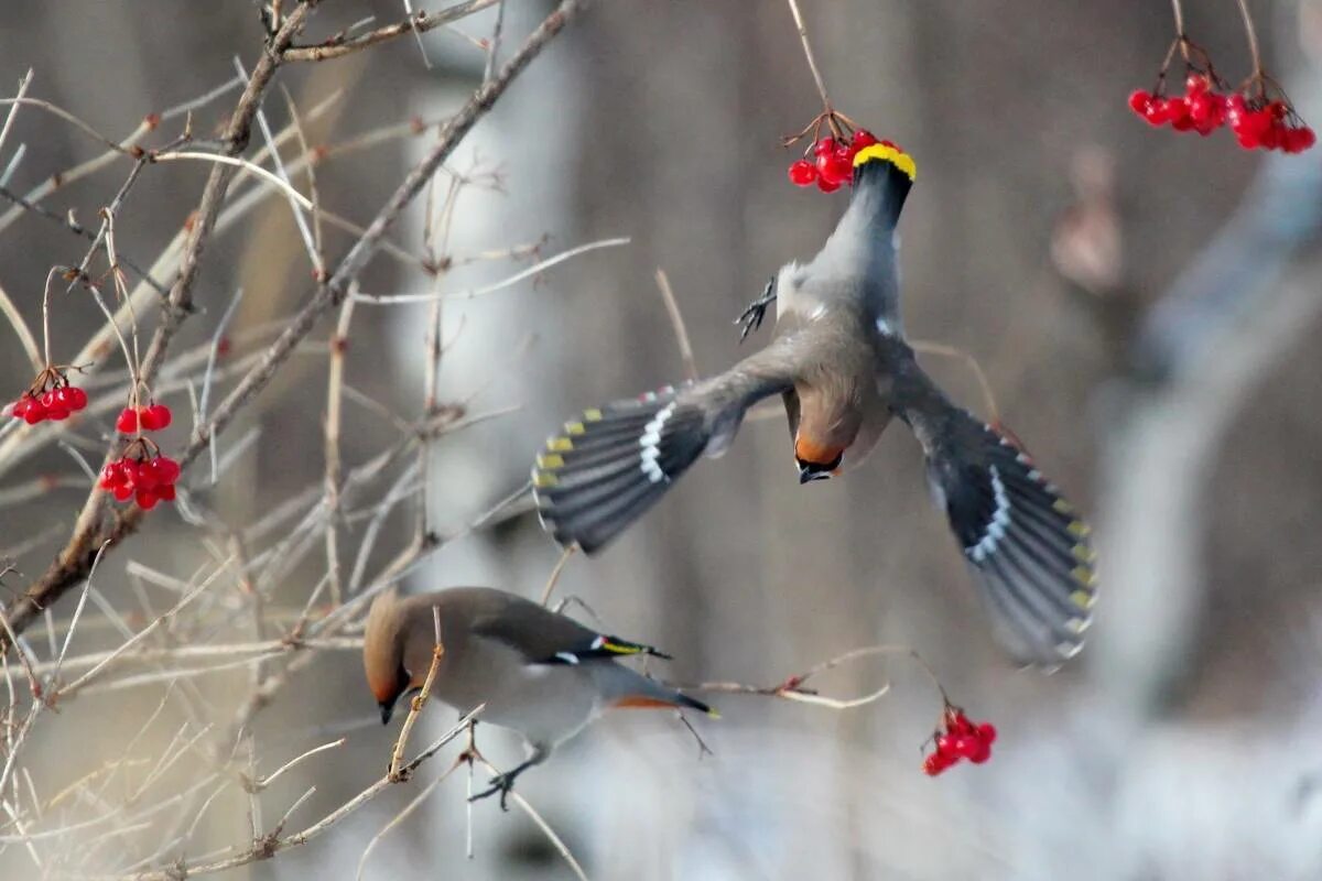 Свиристель (Bombycilla garrulus). Свиристель Сибирская. Птицы Западной Сибири свиристель. Свиристель зимующая птица зимой. Свиристель в лесу