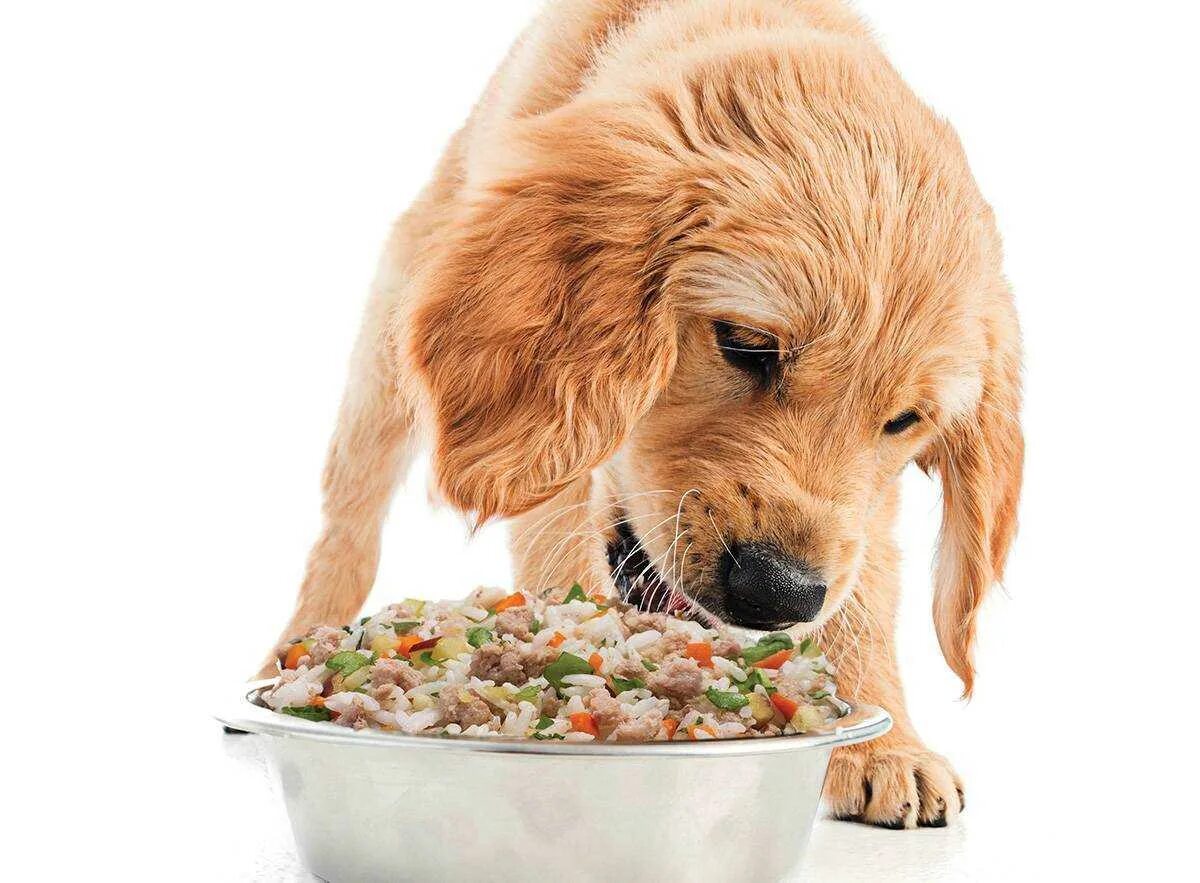Еда для собак. Кормление собак. Натуральное питание для животных. Рацион собаки. Питание собаки сухим кормом