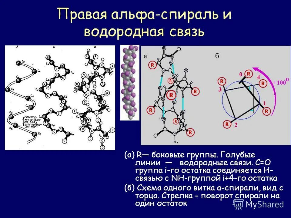 виды вторичной структуры. бета спираль вторичной структуры белка. альфа и бета спираль вторичной структуры белка. водородные связи между витками спирали. вторичная структура белка за счёт водородных связей спиральная.