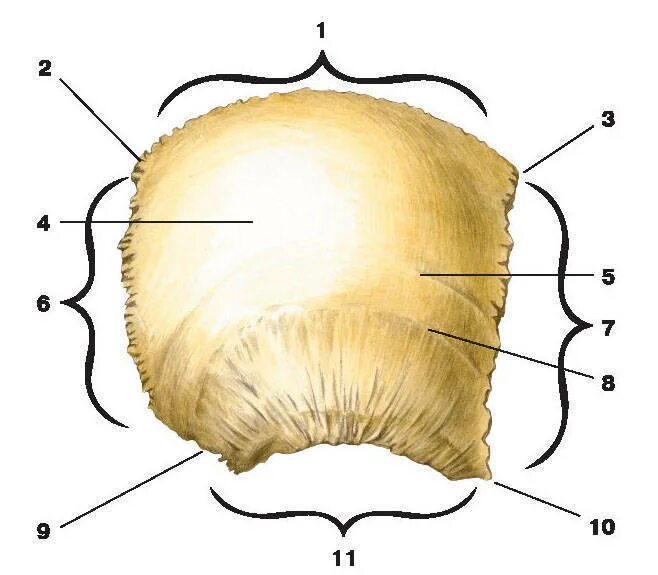 4 теменная кость. Кости черепа теменная кость. Теменная кость анатомия. Теменная кость 4 края. Теменная кость 4 угла и 4 края.