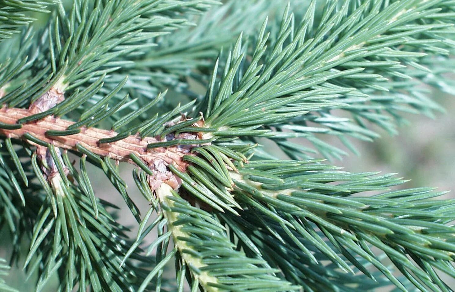 Picea rubens. Сибирская пихта веточка. Пихта сибирская хвоя. Как называется лист нли. Лист ели называется.