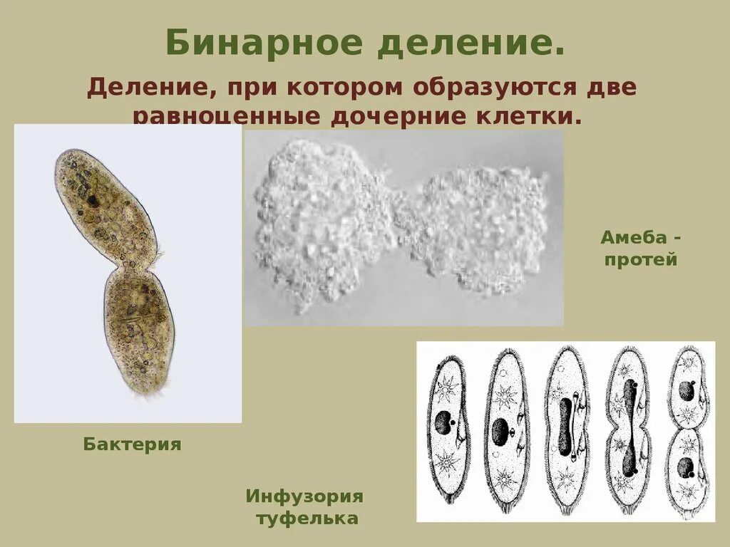 Бинарное деление бесполое размножение. Поперечное бинарное деление. Бинарное деление растений. Деление бактерий.