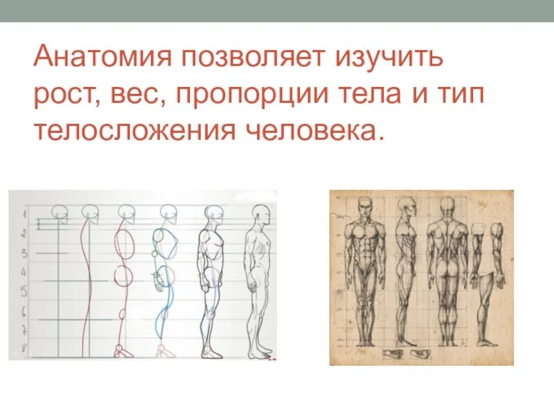 Как выучить анатомию человека. Тип пропорций тела. пропорции тела человека брахиморфный. пропорции тела человека биология. пропорции человека анатомия биология.