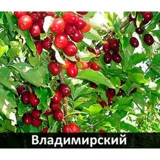 Кизил владимирский описание отзывы опылители сорта