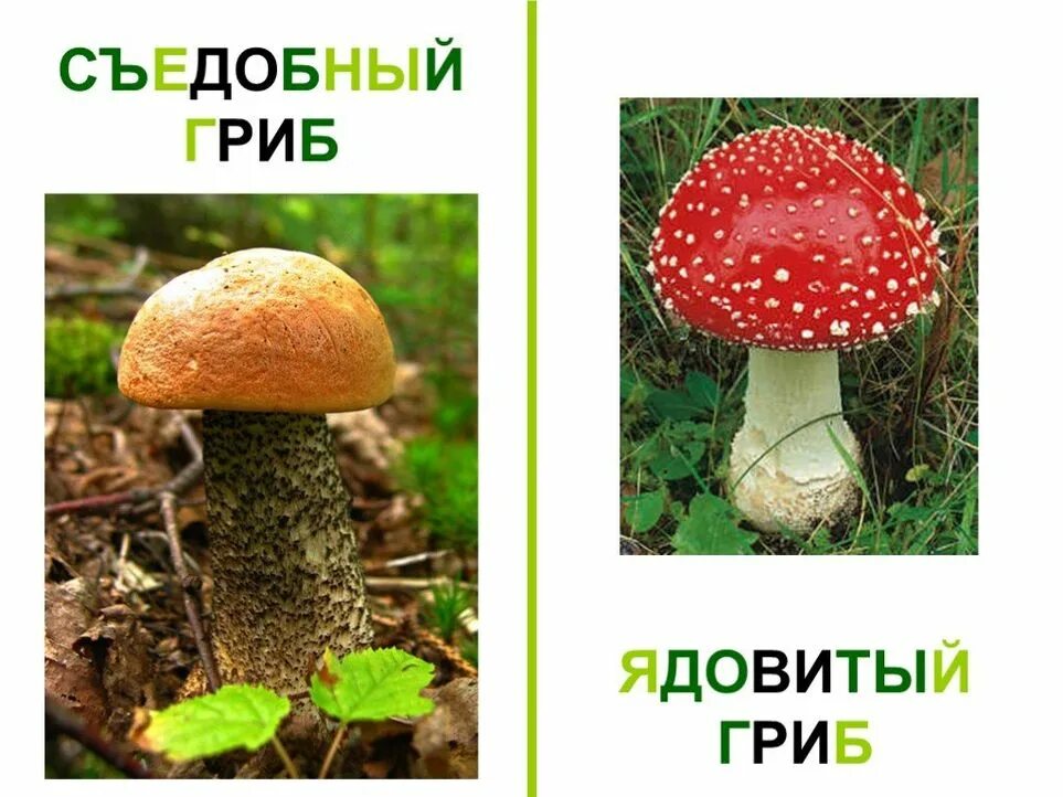 Три съедобных гриба и три несъедобных
