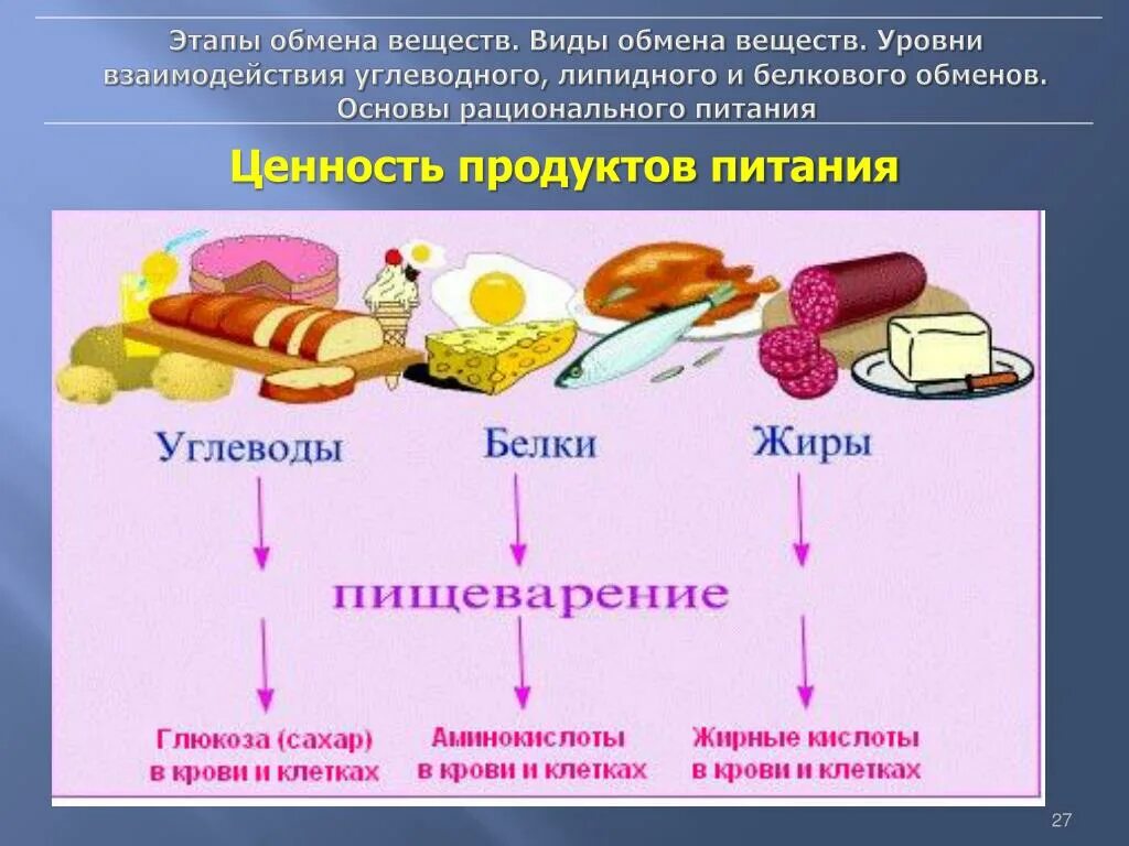 Обмен веществ минеральное питание. Обмен веществ схема белки жиры углеводы. Источники питательных веществ. Продукты содержащие питательные вещества. Основные питательные вещества.