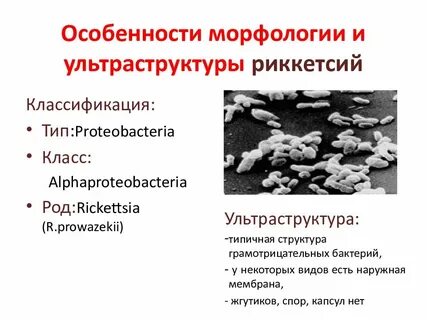 Риккетсии таксономия