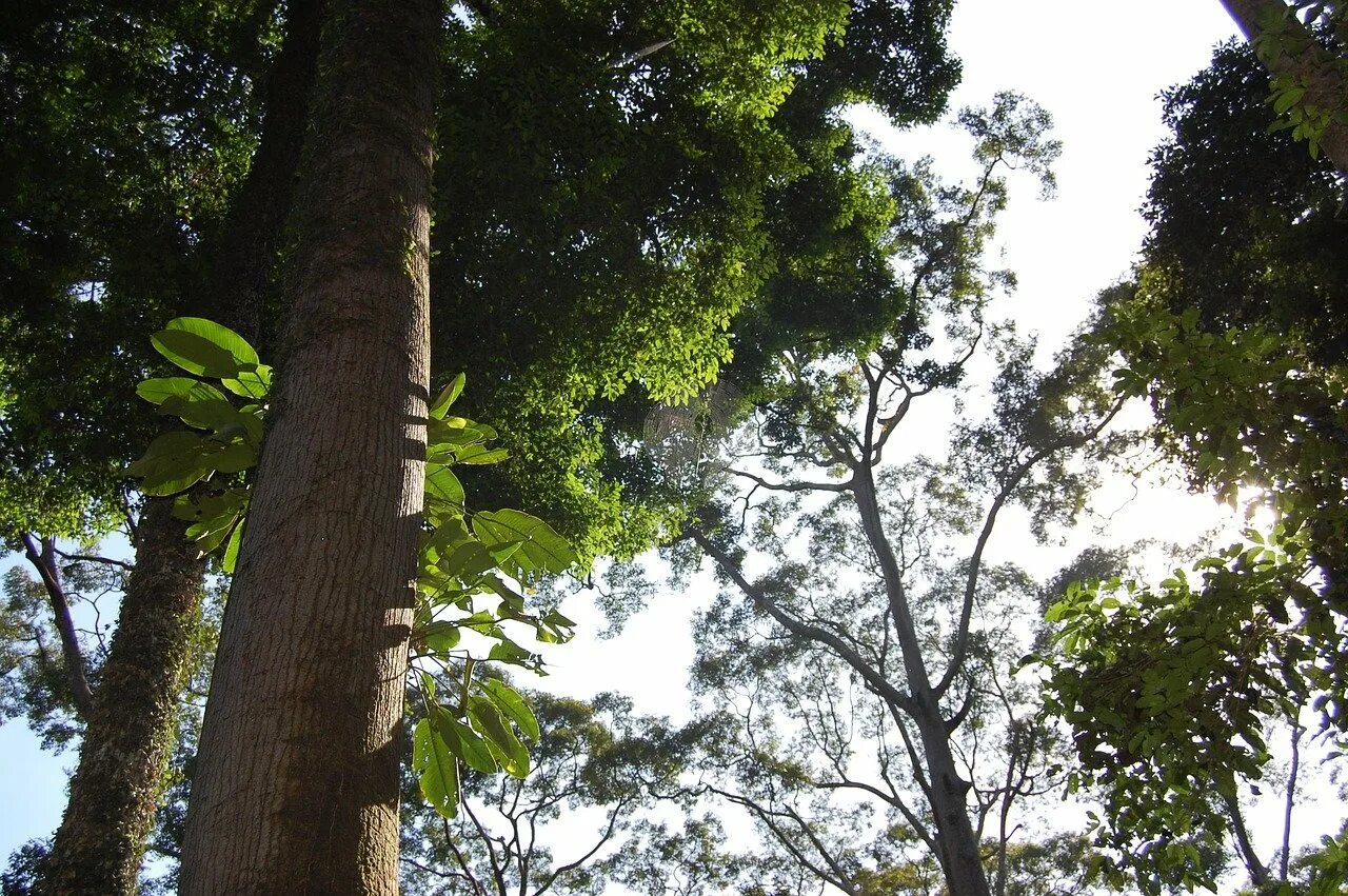 Тропические леса Борнео. Джунгли Борнео. Калимантан деревья. Дерева Борнео.