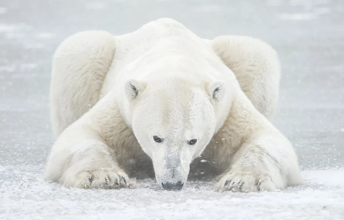 Белый медведь с зелёной шерстью. Белый медведь (карско-баренцевоморская популяция). Белый медведь с бубном картинки. Белый медведь красноярский край. Шерсть белого медведя.