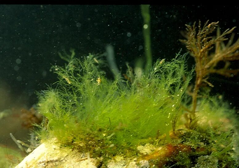 Фитопланктон образован. Фитопланктон зеленые водоросли. Фитопланктон и ламинарии. Фитопланктон диатомовые водоросли. Диатомовые водоросли Байкала.