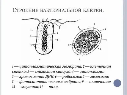 Бактерия неодушевленное