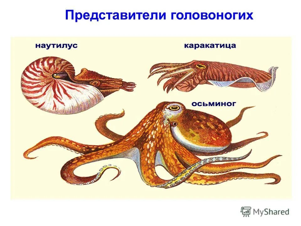 Тип моллюски класс головоногие представители. Головоногие моллюски 7 класс биология. Разнообразие головоногих моллюсков. Головоногие моллюски представители. Личинка головоногих моллюсков.