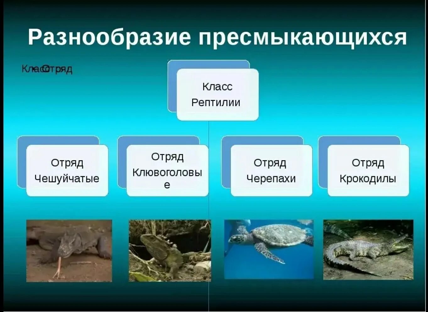 Важность сохранения в природе рептилий на примерах. Отряды пресмыкающихся. Класс пресмыкающиеся. Отряды пресмыкающихся представители. Класс рептилии.