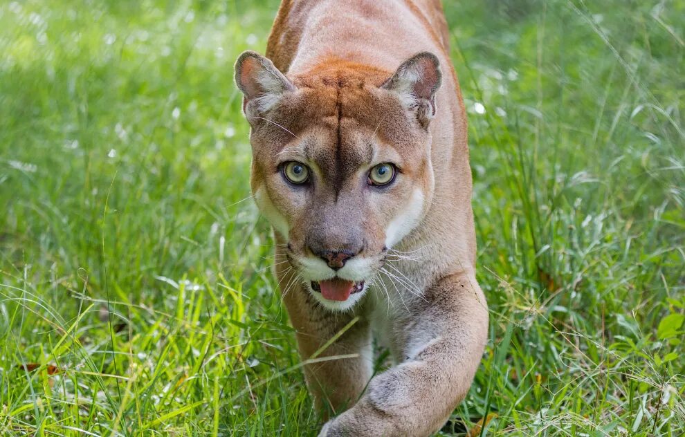 Африканский трубкозуб orycteropus afer. Карликовый жираф окапи. Сахалинская кабарга. Чилийская кошка кодкод. Восточно сибирский леопард.