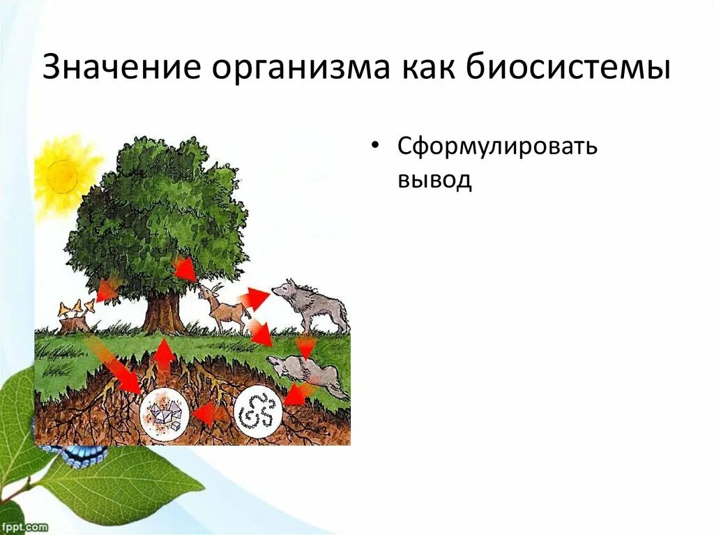 Открытая система в биологии. Открытость системы это в биологии. Открытая биологическая система это. Открытая биологическая система это. Открытая биологическая система это.