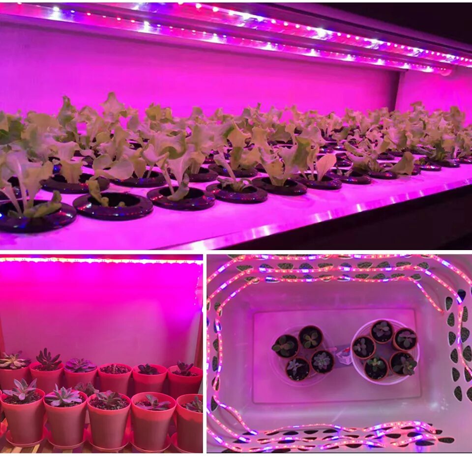 Розовый свет для рассады. Фитолампа led grow Light. Фито светильник для растений. "Полный спектр - 20 ватт". Фитолампа полный спектр для растений. Фитолампа grow Light 310w.