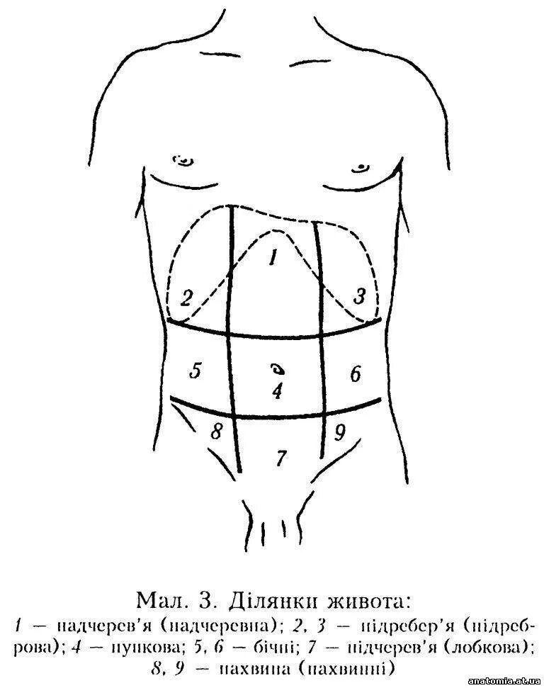 Топографические области передней брюшной стенки пропедевтика. Топография передней брюшной стенки схема. Области передней брюшной стенки проекция органов. Области передней брюшной стенки живота схема.