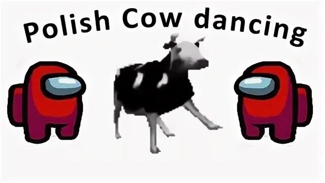 Dancing Polish Cow текст. Polish Cow перевод. Polish Cow текст песни. Dancing Polish Cow игрушка. Polish cow текст