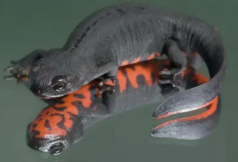 тритон краснобрюхий аквариумный. карликовый тритон. лесной карликовый тритон. мраморный тритон. краснобрюхий тритон.