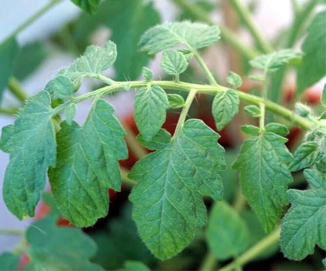 Листья томата. Помидорные листья. Здоровый лист томата. Листок помидора. Tomato leaves