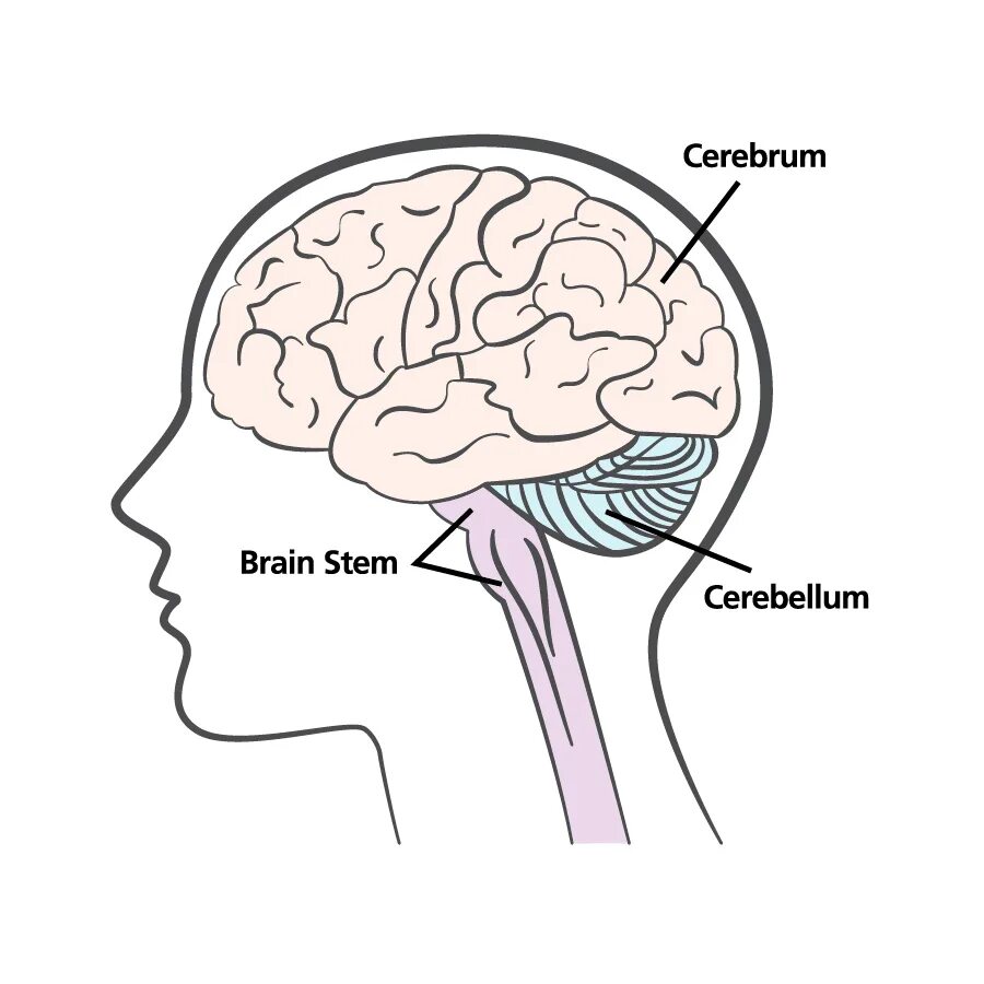 Main brain. Brain structure. Parts of the Brain. Structural Parts of the Brain.