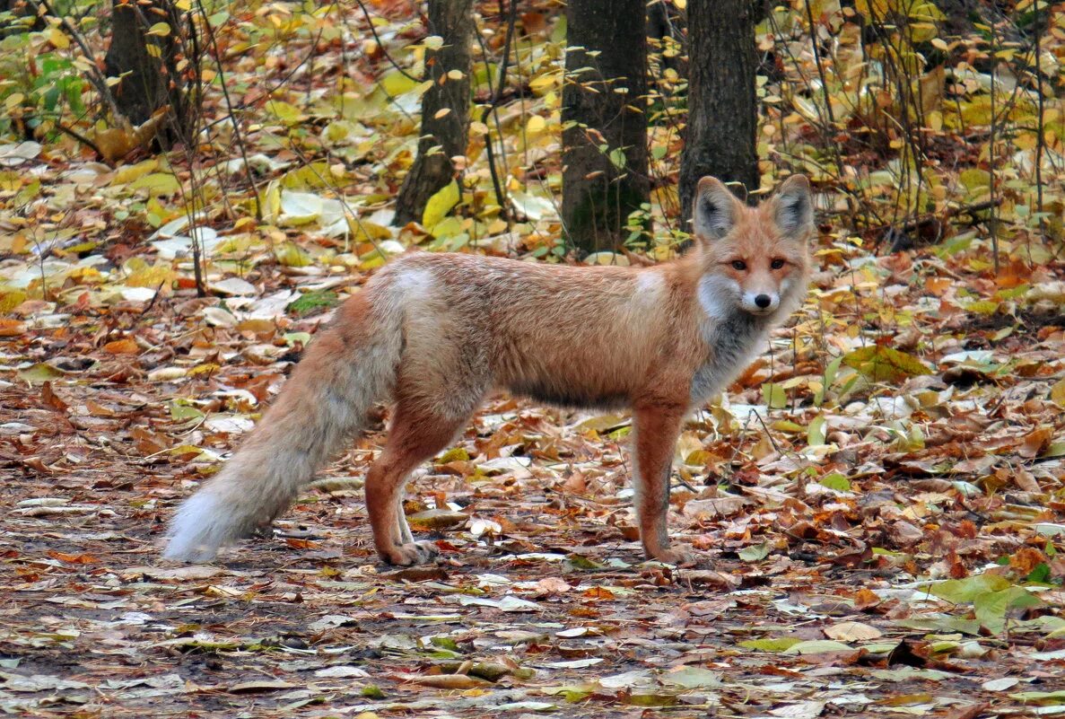 Приют лисиц fox. Анадырская обыкновенная лисица. Анадырская обыкновенная лисица. Деревня лисица томская область. Дзао-кицунэ-мура.