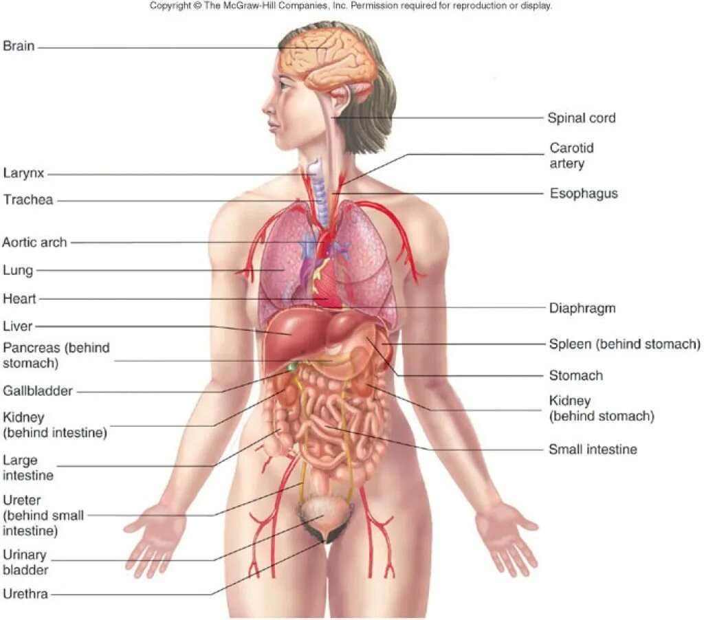 Органы человека расположение с названиями. Строение человека анатомия и расположение внутренних. Анатомия строения человека внутренние органы. Внутренние органы женщины схема. Анатомия женщины названия органов.