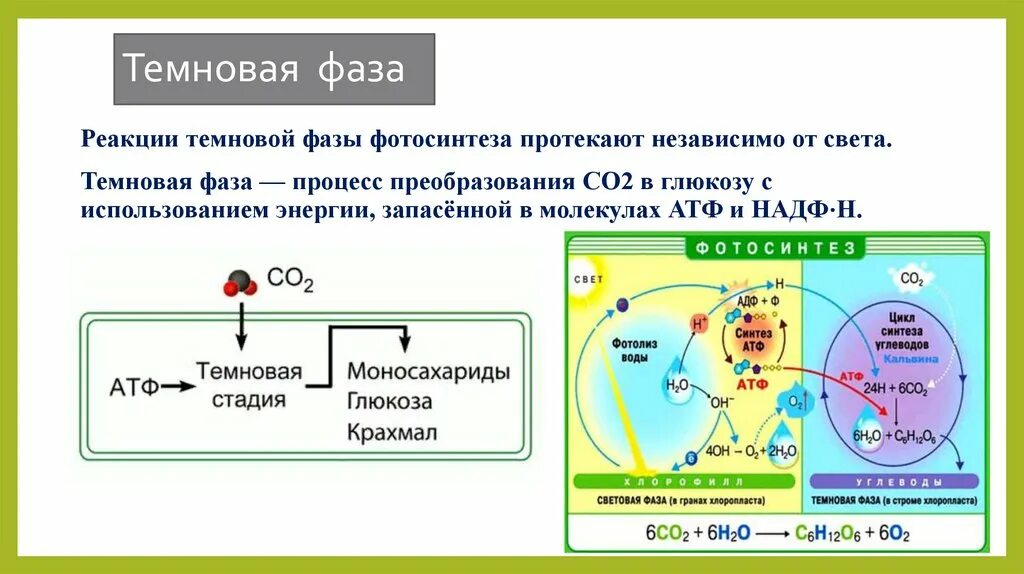 Преобразование энергии атф в энергию глюкозы. Темновая фаза фотосинтеза этапы. Фотосинтез световая фаза и темновая фаза таблица. Биология 10 класс темновая световая фаза. Темновая фаза фотосинтеза это в биологии.