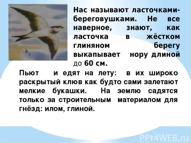 Описать стрижонка скрипа. Астафьев Стрижонок скрип 4 класс. Ласточки береговушки информация. Факты о Стрижах коротко. Информация о Стрижах.