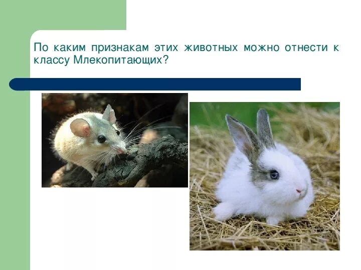 Отряд зайцеобразные тип хордовые класс млекопитающие. Млекопитающие отряд зайцеобразные. грызуны и зайцеобразные.
