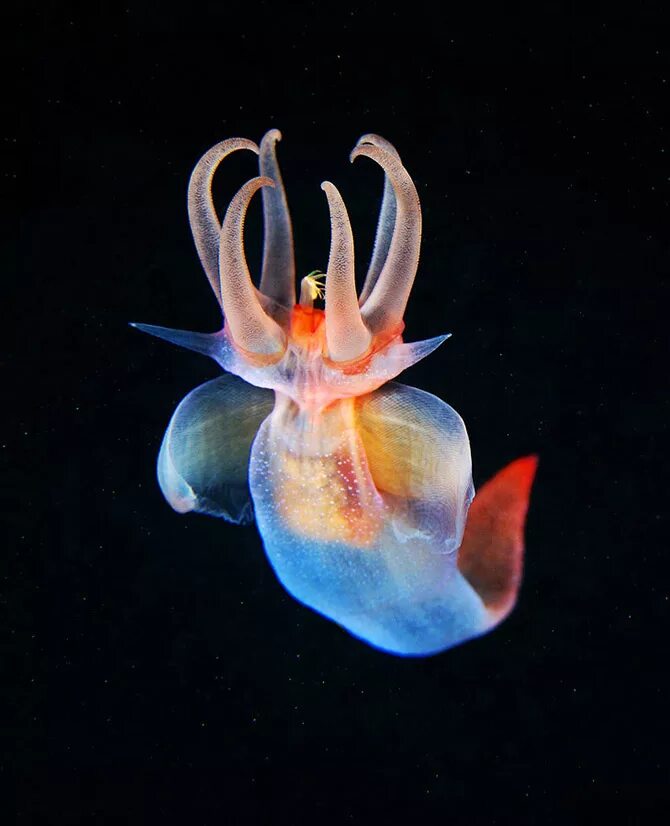 Сообщение удивительные обитатели океана. Северный клион морской ангел. Морской ангел (моллюск). Крылоногие моллюски лимацины. Патагонский морской ангел.