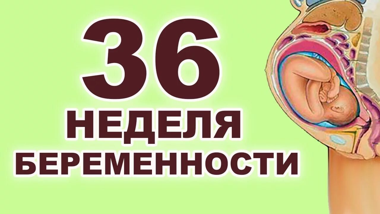 36 Недель беременности сколько. 36 Неделя беременности какой месяц. Осложнения на 36 недели беременности. 36 Недель беременности сколько месяцев. Активный ребенок 36 недель